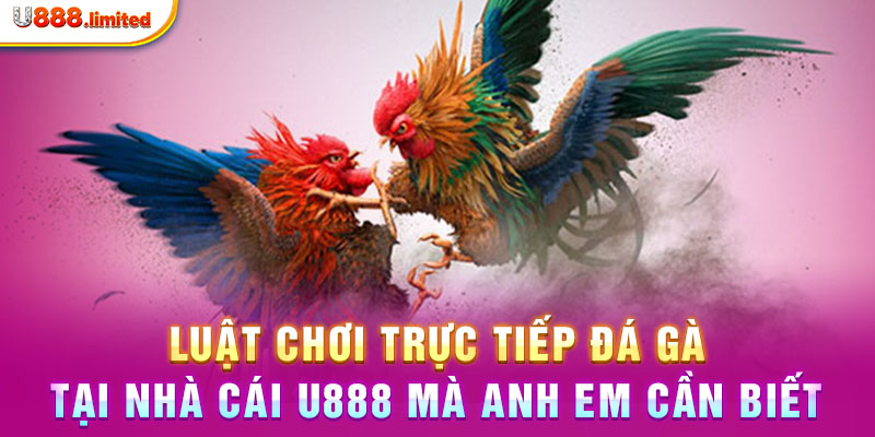 Luật chơi trực tiếp đá gà tại nhà cái U888 mà anh em cần biết