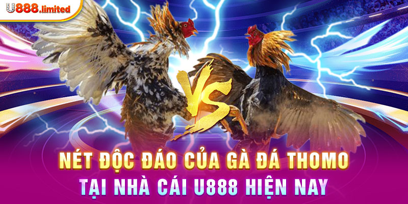 Nét độc đáo của gà đá thomo tại nhà cái U888 hiện nay