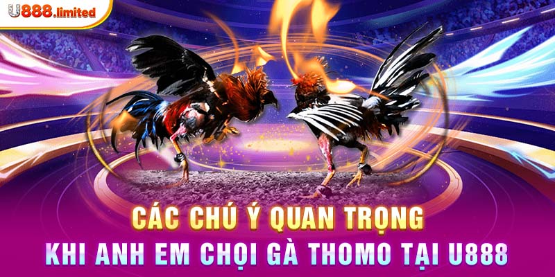 Các chú ý quan trọng khi anh em chọi gà Thomo tại U888