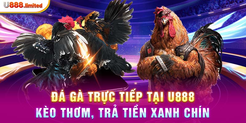 Đá gà trực tiếp tại U888 - Kèo thơm, trả tiền xanh chín