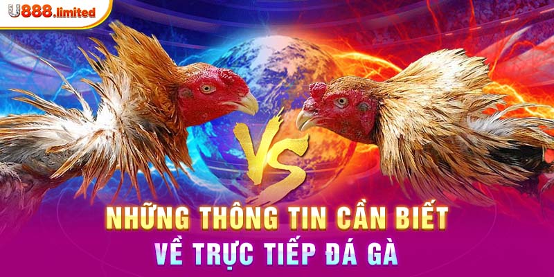 Những thông tin cần biết về trực tiếp đá gà