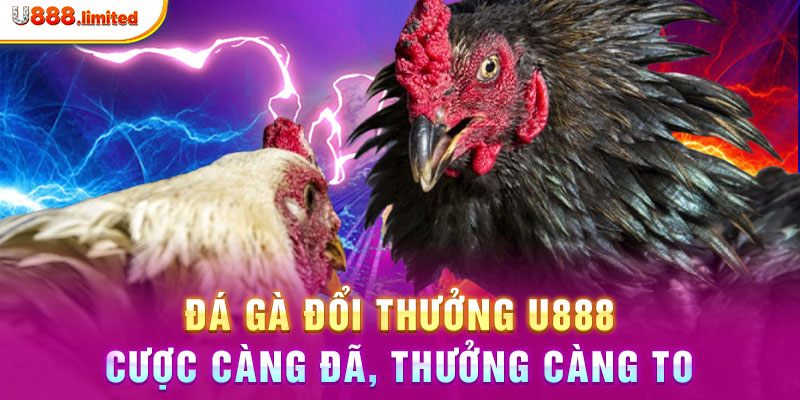 Đá gà đổi thưởng U888 – Cược càng đã, thưởng càng to