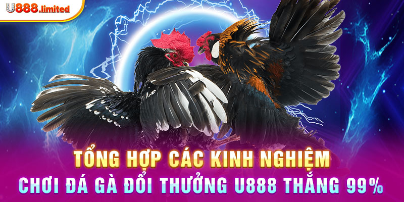 Tổng hợp các kinh nghiệm chơi đá gà đổi thưởng U888 thắng 99%